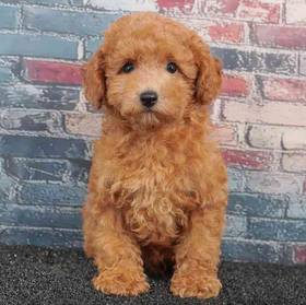 Poodle
