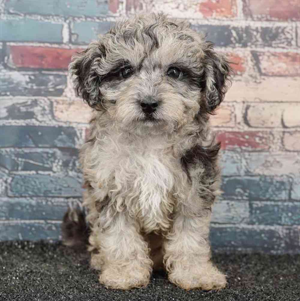 Image of a pet breed in the gallery