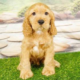 Cocker Spaniel