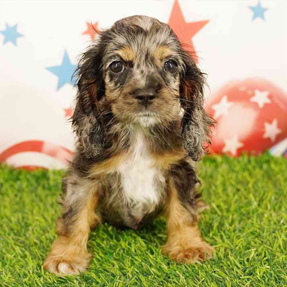 carousel pet images