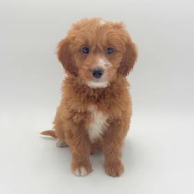2nd Gen Mini Goldendoodle