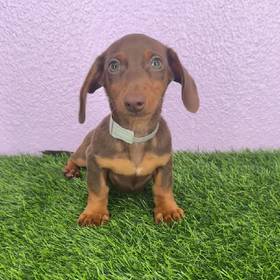Dachshund