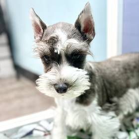 Mini Schnauzer