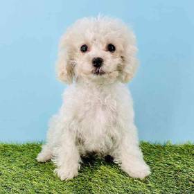 Poodle