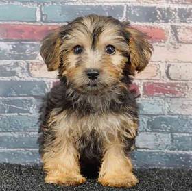 Yorkie-Poo