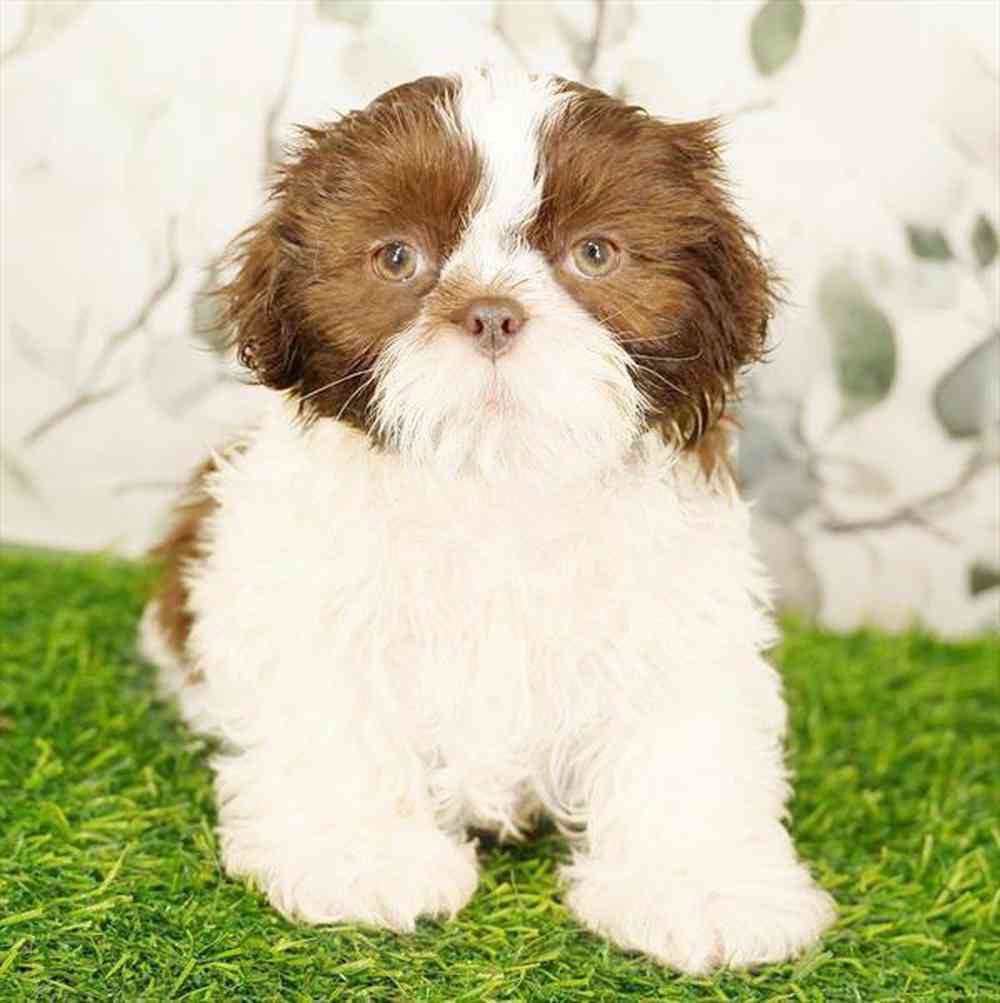 carousel pet images