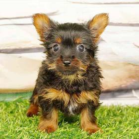 Yorkie