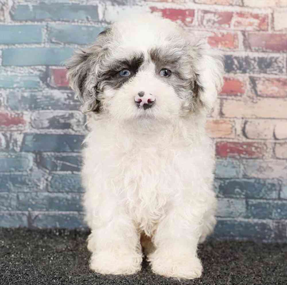 Image of a pet breed in the gallery