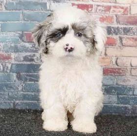Shizapoo