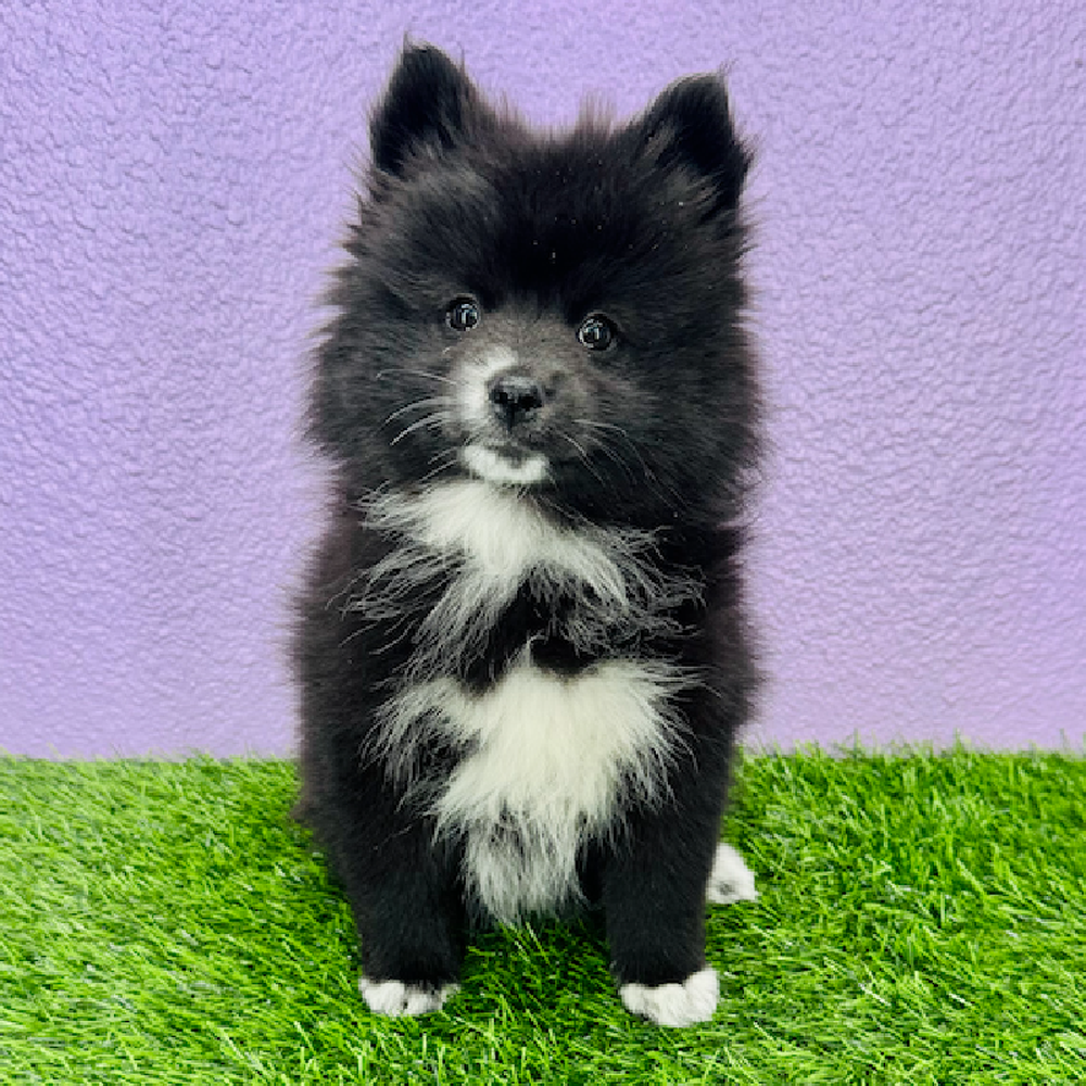Image of a pet breed in the gallery
