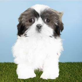 Shih Tzu