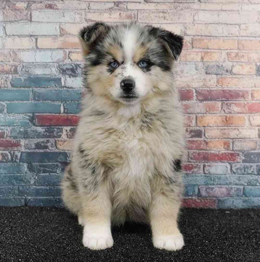 carousel pet images