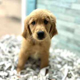 Golden Retriever