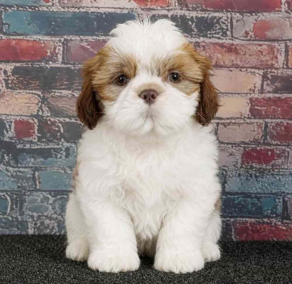 carousel pet images