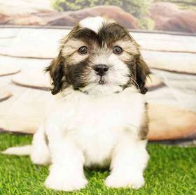 Teddy Bear