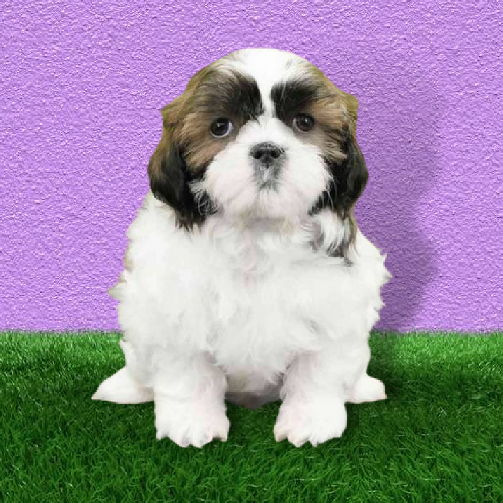 carousel pet images