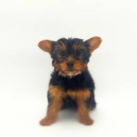 Yorkie