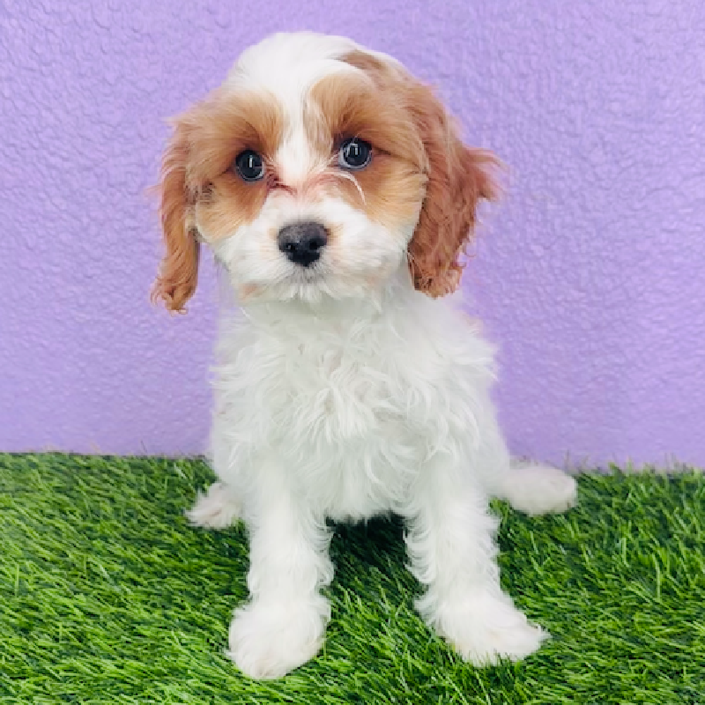 carousel pet images