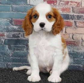 Cavalier King Charles Spaniel