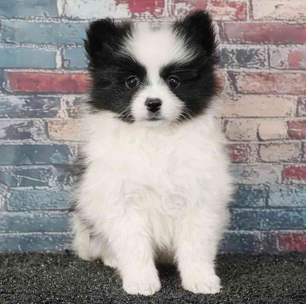 carousel pet images