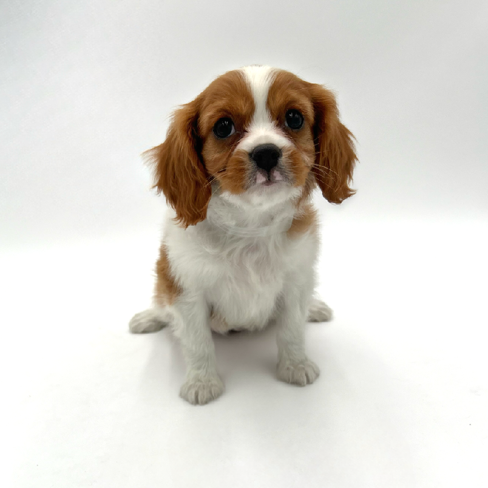 Female Cavalier King Charles Spaniel Puppy for Sale in San Antonio, TX