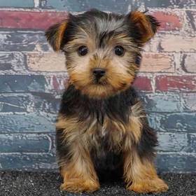 Yorkie