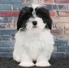 Havanese