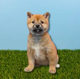 Shiba Inu