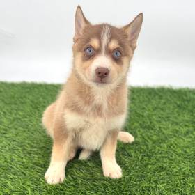 Pomsky