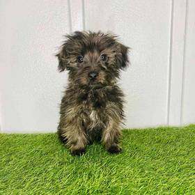 Yorkie-Poo