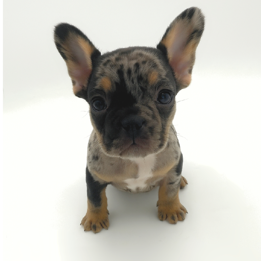 carousel pet images