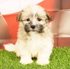 Havanese