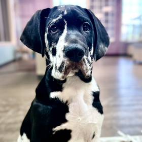 Great Dane