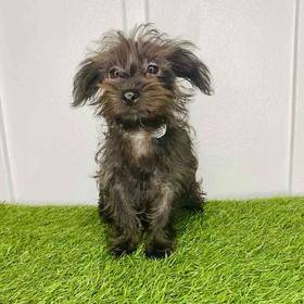 Yorkie-Poo