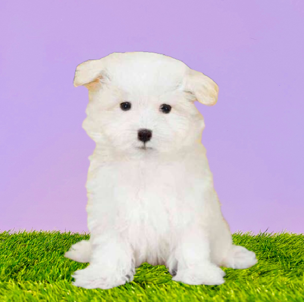 carousel pet images