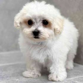 Maltipoo