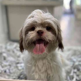 Shih Tzu