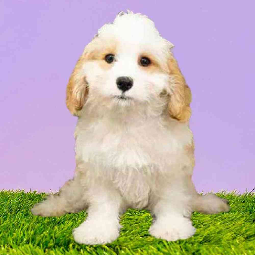 carousel pet images