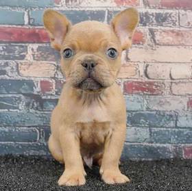French Bulldog