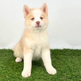 Pomsky