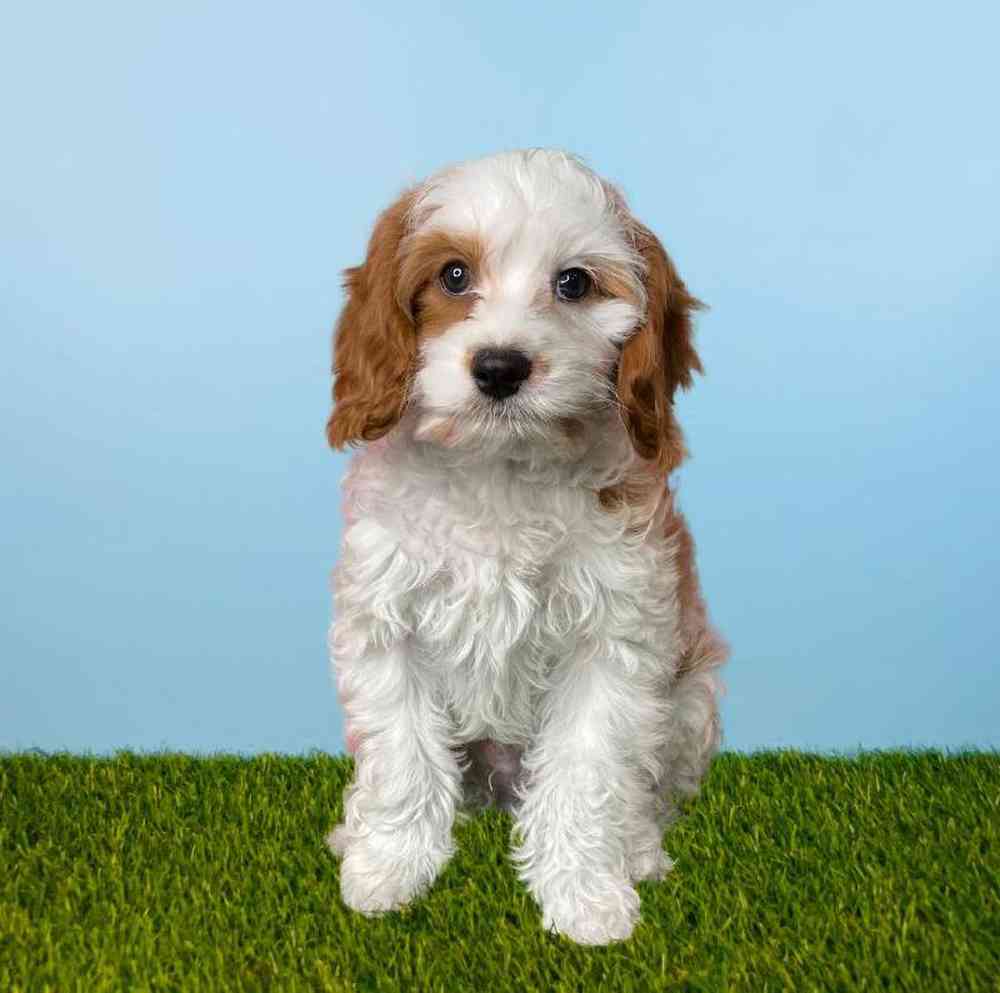 carousel pet images
