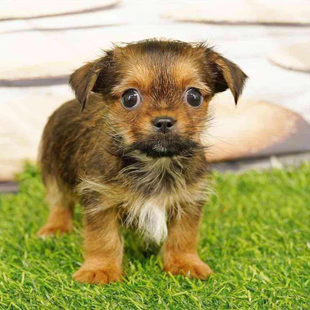 carousel pet images