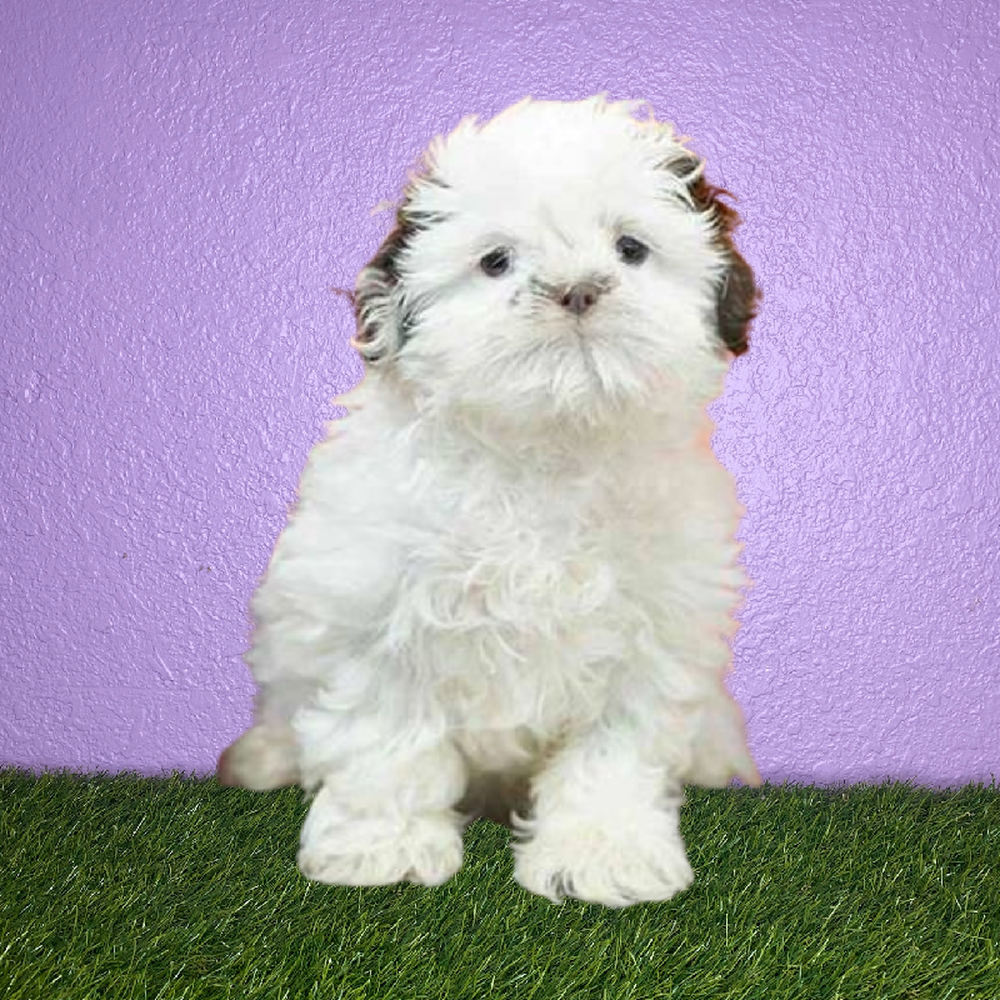 carousel pet images