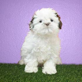 Shih Tzu