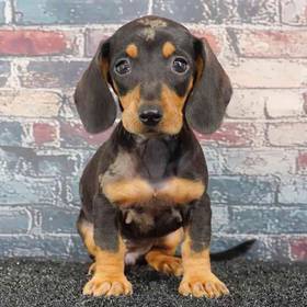 Dachshund