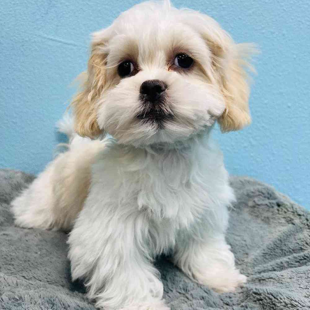 Female Malshi Puppy for Sale in San Antonio, TX