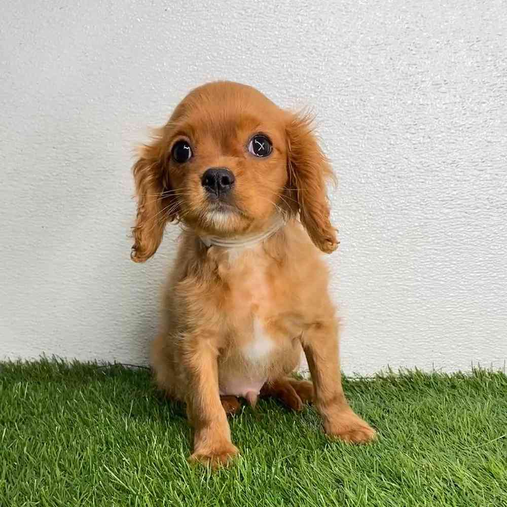 carousel pet images