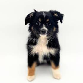 Toy Australian Shepherd