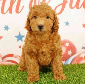 Poodle
