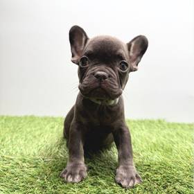 French Bulldog